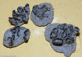 Attēlu rezultāti vaicājumam “Peziza ammophila”