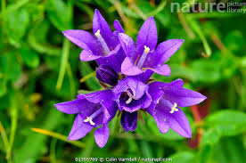 Attēlu rezultāti vaicājumam “Campanula glomerata flower”
