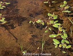 Attēlu rezultāti vaicājumam “Potamogeton gramineus”