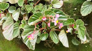 Image result for Begonia cucullata var. Hookeri