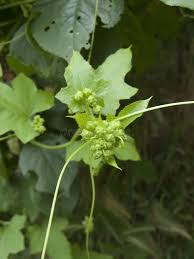 Attēlu rezultāti vaicājumam “Bryonia alba bud”