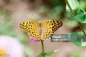 Attēlu rezultāti vaicājumam “Boloria eunomia”