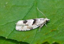 Attēlu rezultāti vaicājumam “Epinotia bilunana”