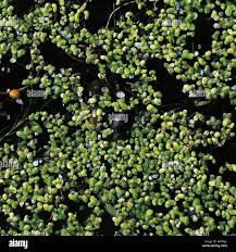 Attēlu rezultāti vaicājumam “Lemnaceae”