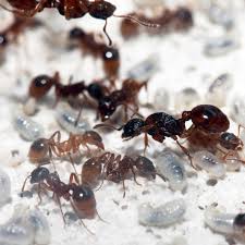 Attēlu rezultāti vaicājumam “Myrmica rubra”