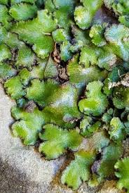 Attēlu rezultāti vaicājumam “Reboulia hemisphaerica”