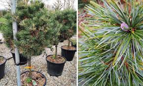 Attēlu rezultāti vaicājumam “Pinus strobus fruit”