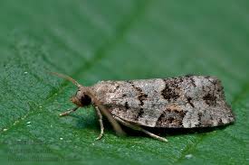 Attēlu rezultāti vaicājumam “Dichelia histrionana”