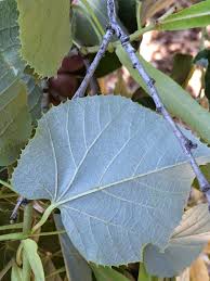 Attēlu rezultāti vaicājumam “Tilia tomentosa leaf”