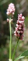 Attēlu rezultāti vaicājumam “Persicaria maculosa leaf”