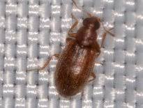 Attēlu rezultāti vaicājumam “Latridiidae”