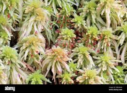 Attēlu rezultāti vaicājumam “Sphagnum quinquefarium”