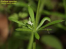 Image result for Galium aparine