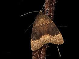 Attēlu rezultāti vaicājumam “Amphipyra perflua”