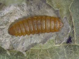 Attēlu rezultāti vaicājumam “Gracillariidae”