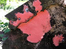 Attēlu rezultāti vaicājumam “Rhodonia placenta”