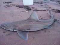 Image result for Mustelus palumbes