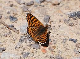 Attēlu rezultāti vaicājumam “Melitaea cinxia underside”