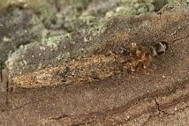 Attēlu rezultāti vaicājumam “Taleporia tubulosa”