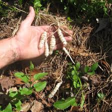 Attēlu rezultāti vaicājumam “Stachys”