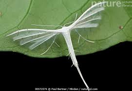 Attēlu rezultāti vaicājumam “Pterophorus pentadactyla”