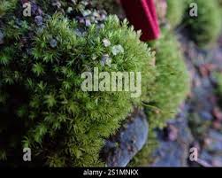 Attēlu rezultāti vaicājumam “Dichodontium pellucidum”