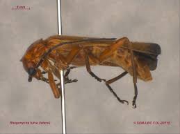 Attēlu rezultāti vaicājumam “Rhagonycha fulva”