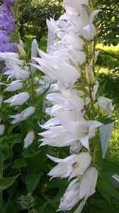 Attēlu rezultāti vaicājumam “Campanula latifolia fruit”