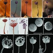 Attēlu rezultāti vaicājumam “Comatricha ellae spores”