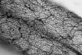 Attēlu rezultāti vaicājumam “Stemonitopsis amoena stalked”