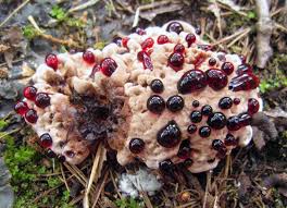 Attēlu rezultāti vaicājumam “Badhamia dubia sessile”