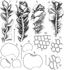 Attēlu rezultāti vaicājumam “Jungermannia hyalina cells”