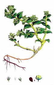 Attēlu rezultāti vaicājumam “Honckenya peploides fruit”