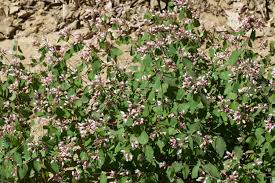 Attēlu rezultāti vaicājumam “Apocynaceae”