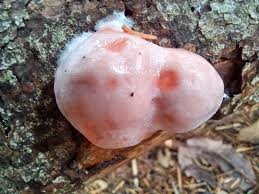 Attēlu rezultāti vaicājumam “Reticularia jurana”