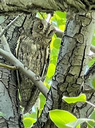 Image result for Otus scops