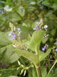 Attēlu rezultāti vaicājumam “Veronica beccabunga leaf”