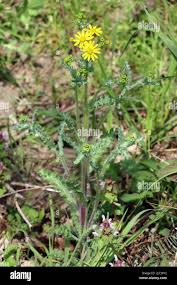 Attēlu rezultāti vaicājumam “Senecio vernalis”