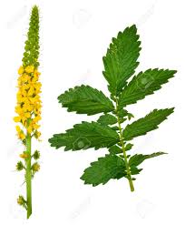 Image result for Agrimonia eupatoria