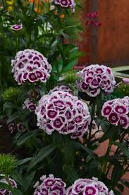 Image result for Dianthus barbatus