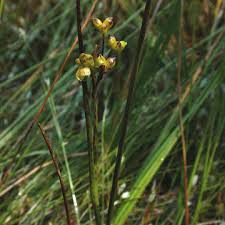 Attēlu rezultāti vaicājumam “Scheuchzeria palustris fruit”