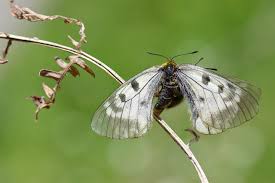 Attēlu rezultāti vaicājumam “Parnassius mnemosyne”