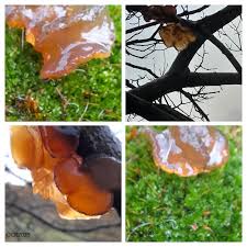 Attēlu rezultāti vaicājumam “Exidia repanda”