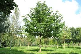 Attēlu rezultāti vaicājumam “Pterocarya fraxinifolia”