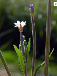 Attēlu rezultāti vaicājumam “Epilobium palustre flower”