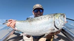 Image result for Oncorhynchus kisutch