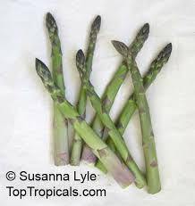 Attēlu rezultāti vaicājumam “Asparagus officinalis fruit”