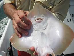 Image result for Rostroraja eglanteria