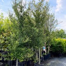 Attēlu rezultāti vaicājumam “Carpinus caroliniana”