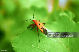 Attēlu rezultāti vaicājumam “Lygaeidae”